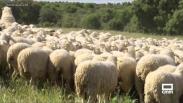 3.000 ovejas bomberas limpian el campo de vegetación seca