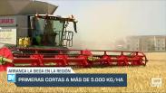Comienza la siega en la región - 30/05/25
