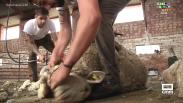Esquileo de ovejas en la finca Las Higueruelas, en Abenójar