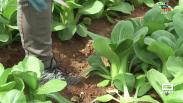 Pack choi, una hortaliza exótica que se cultiva en Chinchilla de Montearagón