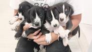 Laia y la camada D buscan familia: cómo ayudar en una protectora si no puedes adoptar o acoger