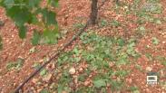 Daños en los viñedos en San Clemente y Tomelloso después de la tormenta de granizo