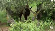 El bisonte en Castilla-La Mancha