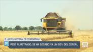 Pese al retraso, se ha segado ya un 20 % del cereal - 10/06/25