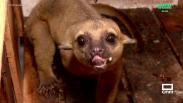 Visitamos el zoo de Lillo y averiguamos como llevan el calor los animales