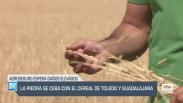 El pedrisco se ceba con el cereal de Toledo y Guadalajara - 12/06/25