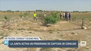 Activado un programa de captura de conejos - 13/06/25