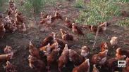 Criadero de gallinas en Fuente el Fresno
