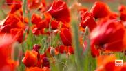 Espectacular campo de amapolas cerca de la Ronda Norte de Guadalajara