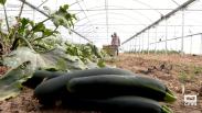 Días de mucho trabajo para los hortelanos de Frutas Pichurri