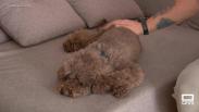 Consejos para proteger a nuestras mascotas del calor