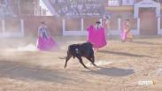 Toros desde Pozuelo de Calatrava (19/07/2025)