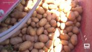 Arranca la temporada de recogida de patatas