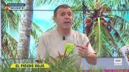Cuidado con el picudo rojo: la plaga mortal para las palmeras