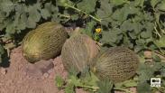 La recogida de melones y sandía en Cebolla