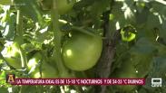 Para todos los gustos y colores, los tomates de Castejón de Henares