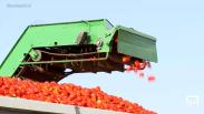 Empieza la campaña de recogida de tomate en La Puebla de Montalbán