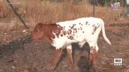 Así se amansa a los bueyes para que guíen a los toros