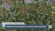 El campo - Primeras cotizaciones de la nueva lonja toledana - 21/08/2025