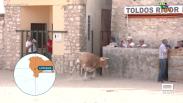 Encierro por el campo en las fiestas de Lupiana