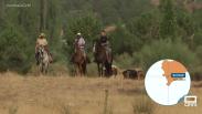 Primer encierro por el campo de las ferias de Riópar