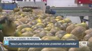"Sólo las temperaturas pueden levantar la campaña" de melón y sandía - 04/09/2025