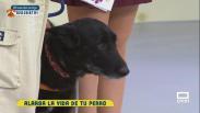 Prueban un tratamiento para ralentizar el envejecimiento de los perros