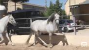 Paseo a caballo por la feria de Albacete