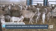 La escasez de lechal dispara el precio hasta 8€/kg - 12/09/2025
