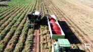 Recogemos tomates en La Puebla de Montalbán