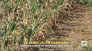 La cebolla, en campaña - 25/09/2025