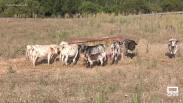 Visitamos la ganadería de toros de encaste osborne de Membrillera, Guadalajara