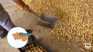 Recogida de los higos secos del suelo en Montearagón