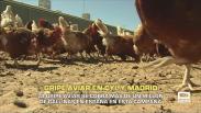 Gripe aviar en Castilla y León y Madrid - 02/10/2025