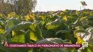 Recolección de tabaco en la Sierra de Gredos