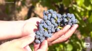 Vendimia en la Finca Río Negro de Cogolludo