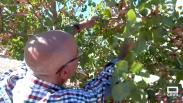 Conocemos unpoco más del cultivo del pistacho