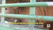El campo - 17/10/2025