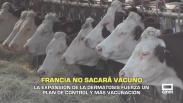 Francia no sacará vacuno para frenar la dermatosis nodular - 20/10/2025