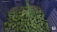 Recogemos y cocinamos alcachofas en Mora de Santa Quiteria
