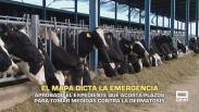 Aprobado el expediente que acorta plazos para tomar medidas contra la dermatosis - 28/10/2025