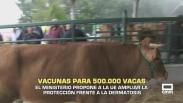 Vacunas para 500.000 vacas - 29/10/2025