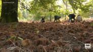 Las castañas no solo se pueden asar