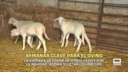 La entrada de carne de otros países por la Navidad podría sujetar los precios - 04/11/2025