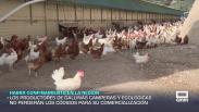 Habrá confinamiento de gallinas camperas y ecológicas hasta febrero - 06/11/2025