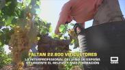 Faltan 22.600 viticultores - 07/11/2025
