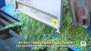 41.611 toneladas en el primer mes de campaña aceitunera - 11/11/2025