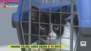 Higiene felina: Cómo asear a tu gato