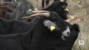 Conocemos las cabras negras serranas castizas de Peñascosa