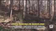 Peste porcina en Barcelona. Confirman el contagio en dos jabalíes - 28/11/2025